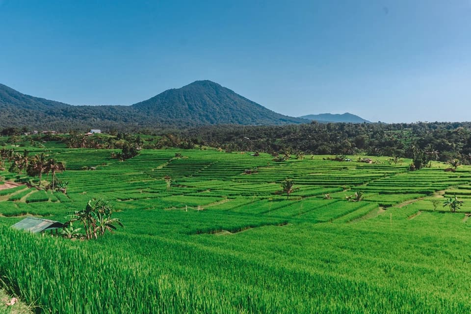 jatiluwih view